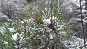 Метель в лесу