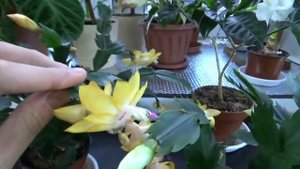 Цветение Шлюмбергеры и Табернемонтаны