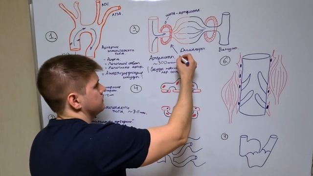 Кровеносные сосуды и их типы / Строение артерий и вен / Ангиология