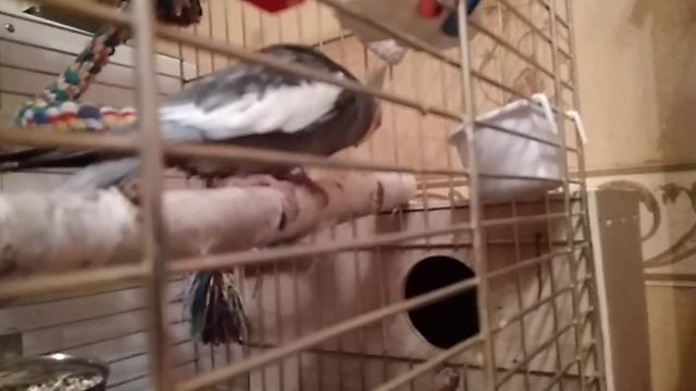 Жердочки для птиц установили смотреть онлайн