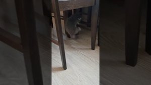 Котик Эрик  будущий акробат.