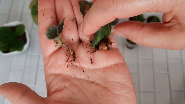 Глоксинии/Фрагмент листа вот такие клубеньки нарастил. смотреть онлайн