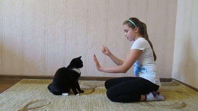 Дрессировка кота. Команды дай пять и ладушки. смотреть онлайн