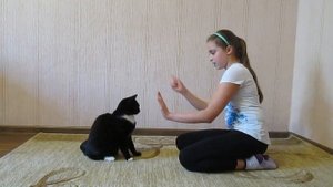 Дрессировка кота. Команды дай пять и ладушки.