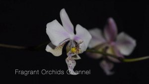 Fragrant Phalaenopsis Schilleriana (silver leaves) × Stuartiana var. Nobilis.