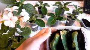 Глоксиния ВЫРАЩИВАНИЕ От семечка До цветения