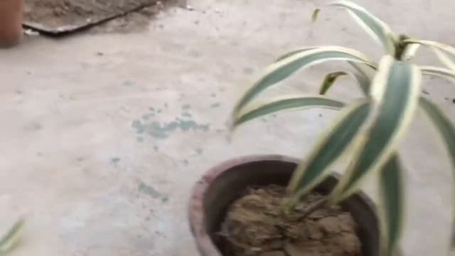 Dracaena beautiful foliage plant|Reflexa Lam | cutting propagation techniques # Reflexa # Dracaena смотреть онлайн
