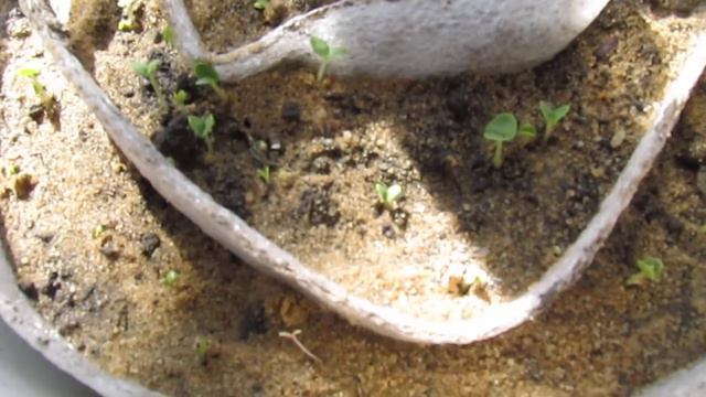 Базилик. Посеяла в улитку. 2018г смотреть онлайн