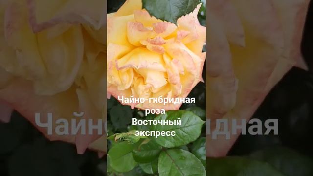 Чайно-гибридная роза Восточный экспресс.