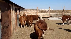 Герефорд бычки 11-12 месяцев 20.04.20