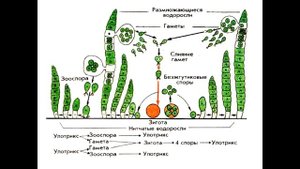 § 20 Водоросли, их разнообразие и значение в природе