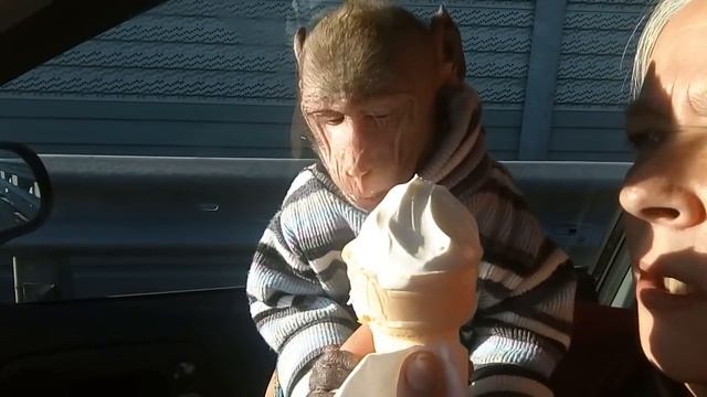 Сладкая лакомка для Феди (яванская макака) смотреть онлайн