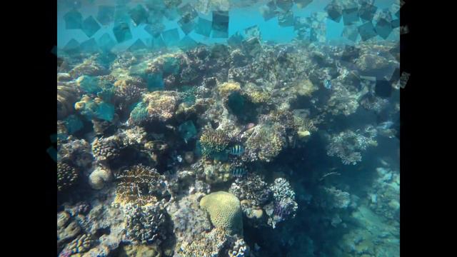 ШАРМ Эль ШЕЙХ смотреть онлайн