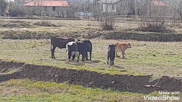 БОДЛИВЫЕ БЫЧКИ!?????#животные #бычки смотреть онлайн