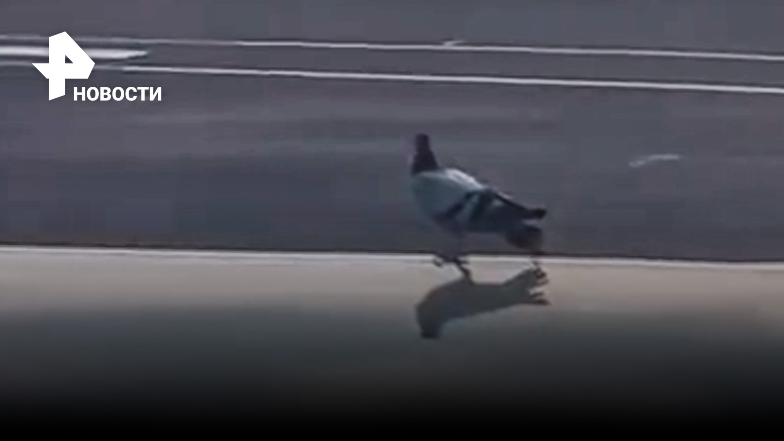Невозмутимый голубь пытается улететь на крыле пассажирского лайнера / РЕН Новости