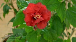 Trandafir japonez inflorind ( japanese rose flowering ) timelapse