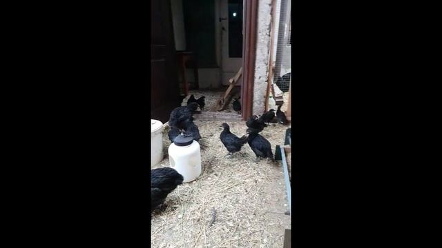 Знакомство, содержание птиц в городских условиях, Австралорпы Фазаны №1 смотреть онлайн