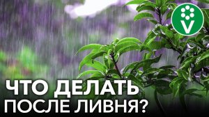 БУДЬТЕ НАЧЕКУ! ЕСЛИ ЗАТОПИЛО ОГОРОД: простые шаги для спасения урожая
