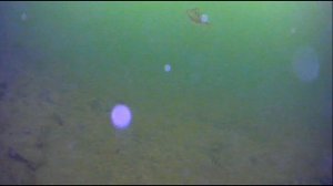 Тёщин язык.Балансир