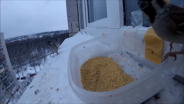 Воробьи боятся камеры, установленной на кормушке смотреть онлайн