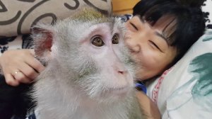 Мартышка и щенок :)