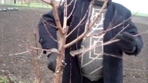 Обрезка персика весной