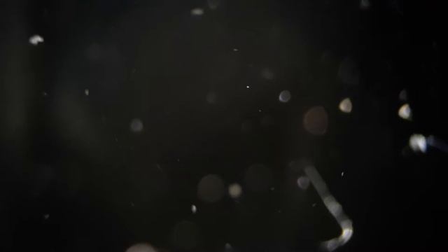 You Definitely Didn't Expect to See This in Your Aquarium: Freshwater Jellyfish!