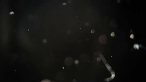 You Definitely Didn't Expect to See This in Your Aquarium: Freshwater Jellyfish!