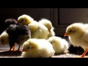 Куры заболели, а может у них глисты