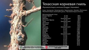 Техасская корневая гниль (Phymatotrichopsis omnivora (Duggar.) Hennebert.