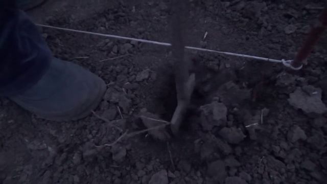 Высаживаем подвой шиповника. Disembark stock rose hips.