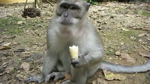 Обезьяна ест банан. A monkey eats a banana. смотреть онлайн