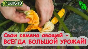 СВОИ СЕМЕНА - БОЛЬШЕ УРОЖАЙ! Хитрость продвинутых огородников. Не становитесь жертвами рекламы!