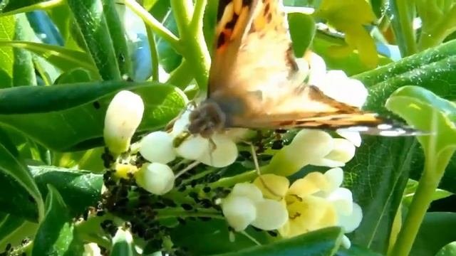Пожелания Доброго Утра?Добрые Пожелания?Пожелания Хорошего Дня?Пожелание Удачи