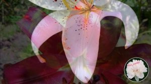 Лилии в саду | особенности ухода