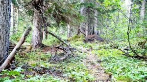 Амурский тигр на севере Хабаровского края