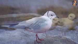 Розовая Чайка - интересные факты