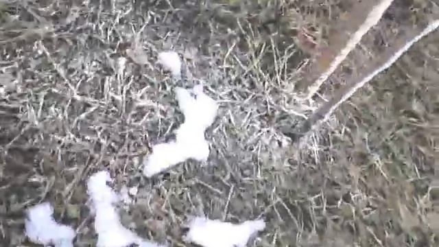 Белим тонкие ветки сливы аэрозольной побелкой смотреть онлайн