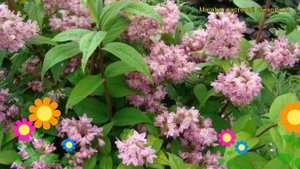 Дейция пурпурная Калмифлора. Краткий обзор, описание характеристик deutzia purpurascens Kalmiiflora