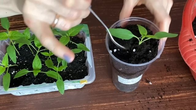 ПИКИРОВКА, ПОСЛЕ КОТОРОЙ ПЕРЕЦ БУДЕТ РАСТИ НА ГЛАЗАХ смотреть онлайн