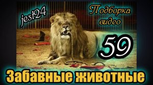 Забавные животные / Подборка видео №59