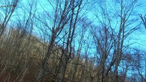Закрытие сезона охоты 2021-2022 на копытных в Крыму. Сайга-308-1 исп. 61 в деле