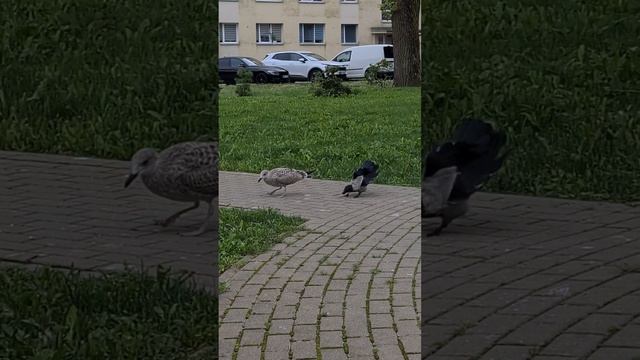 ВОРОНЯТА ЗАГОНЯЛИ ПТЕРОДАКТИЛЯ ? #птицы #ворона #чайка #кормушка #наблюдение смотреть онлайн