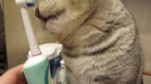 Котопедия - Кот чистит зубы (Cat brushing his teeth)