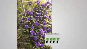 Roberta's 4-piece Long Blooming Grandiose Clematis on QVC