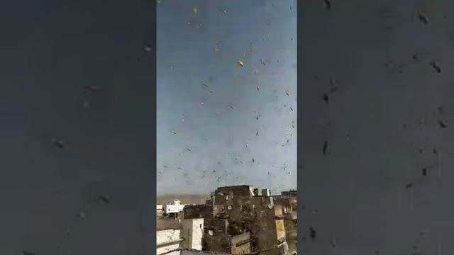 Biblical plague of locusts. смотреть онлайн