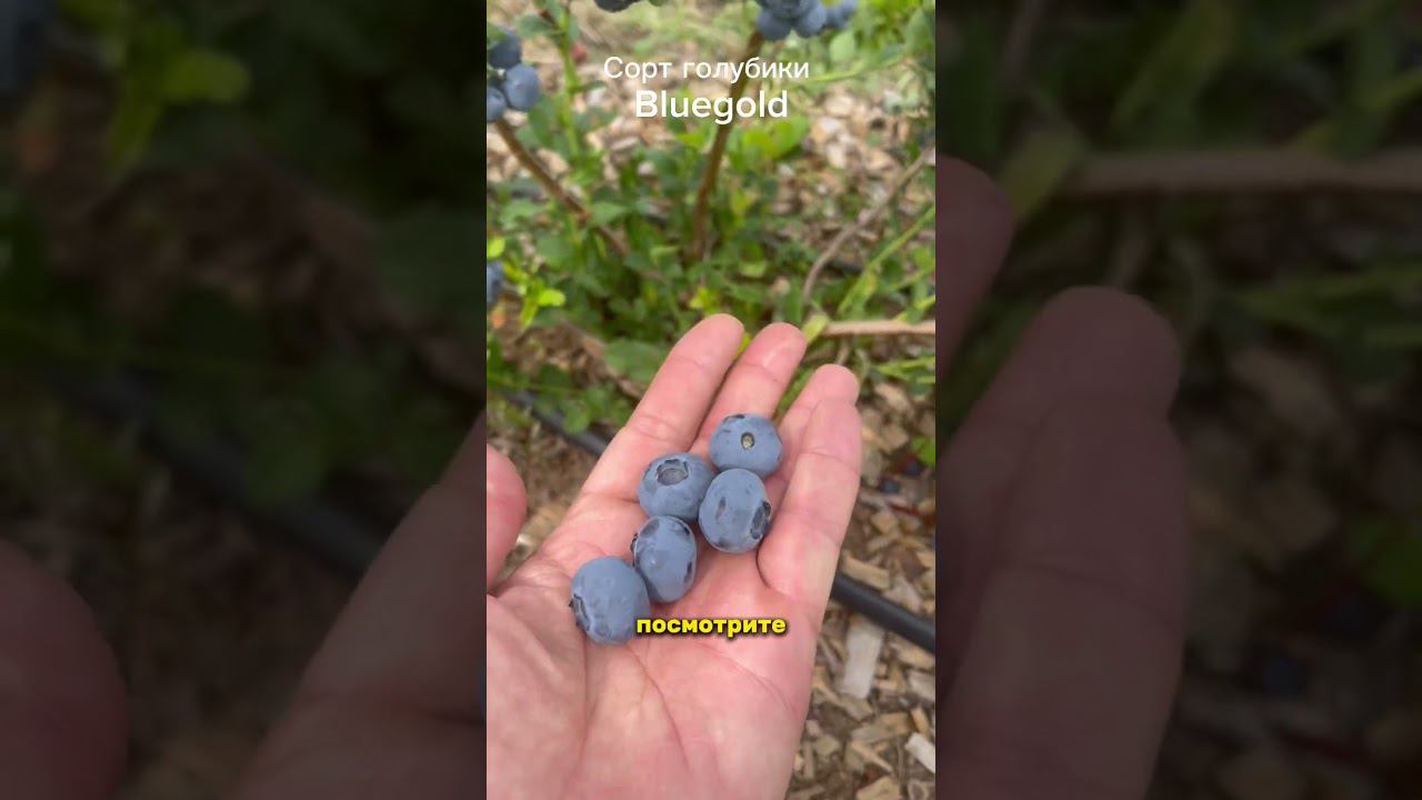 Самый урожайный промышленный сорт голубики для средней полосы РФ. Блюголд. #голубика смотреть онлайн