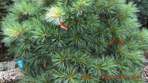 Сосна веймутова Блю Шэг (pinus strobus) ? сосна Блю Шэг обзор: как сажать саженцы сосны Блю Шэг