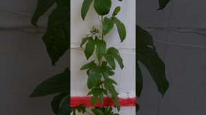 маракуйя ,выращивания из семян.