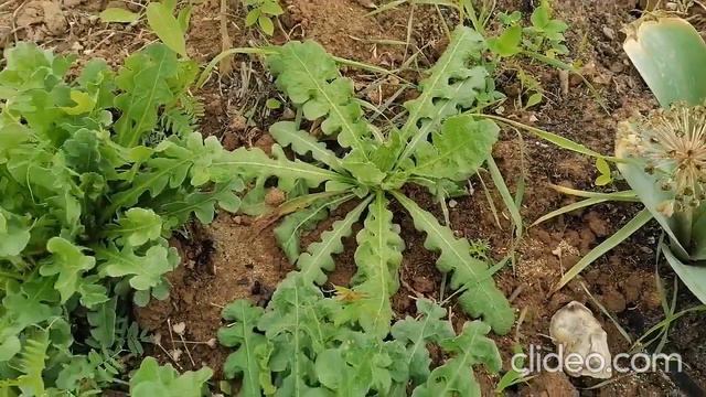 Выращивание статицы(сухоцвета), как быстро растет, когда зацветает.